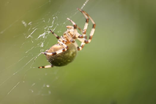 Fat spider