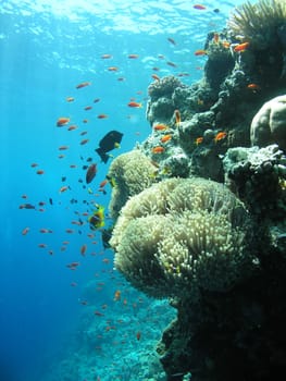Unfortunately,photos can only give a small impression of the variety of shapes and colors.