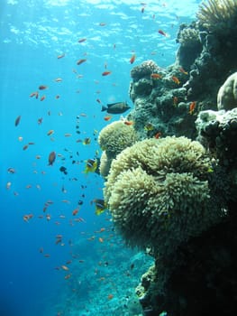 Reef Life 3