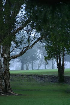Recorded in 2003 in Elanora Height,Northern Beaches of Sydney,very close to my neighborhood. This is part of a golf course,although it doesn't look like it!