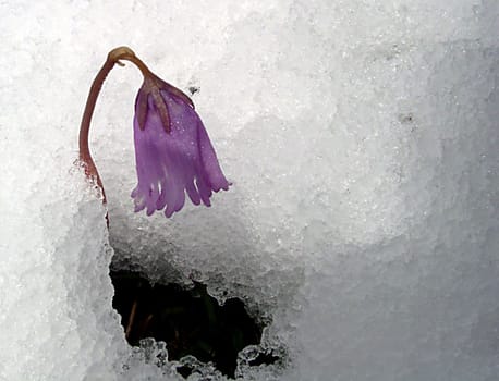 taken on 11/07/04 after a sudden cold snap in the Alps