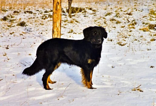Dog6