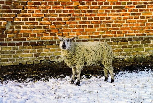 Lamb