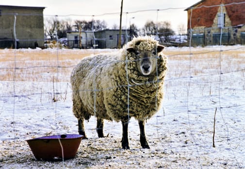 Sheep1