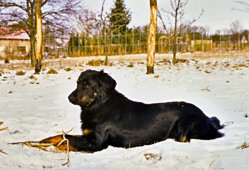 Dog5