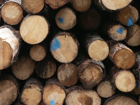 Logs