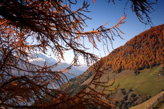 golden autumn