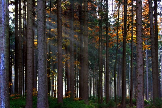 Glade III