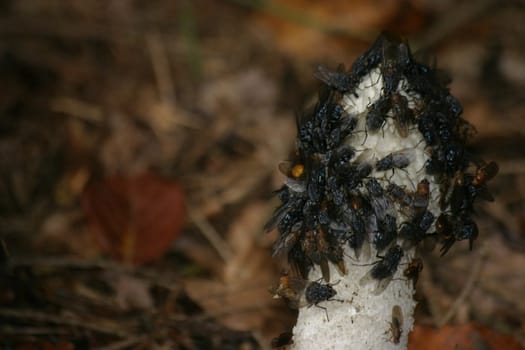 Stink morel with flies
