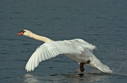 Not only does he run across the water when he takes off,but also when landing. I caught this one at the last second because I was eating a bun when he suddenly came around the corner...  Taken at the same lake as "Taking off"""