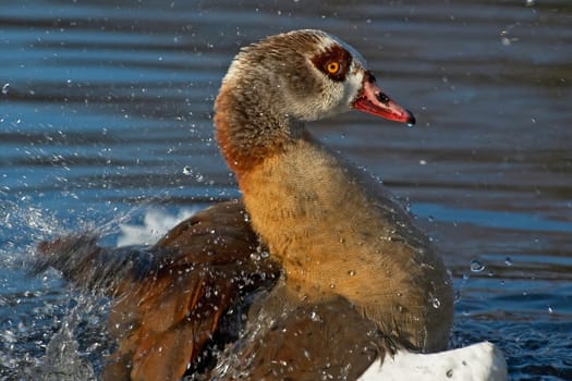 Actually,almost all waterfowl do these "shows"",but with Nile geese it somehow always looks wilder than with most others. This splashing around is certainly used to clean the plumage,but it is also intended to attract the attention of others."