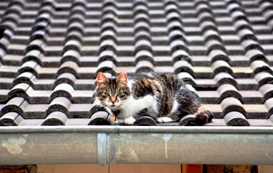 Cat13