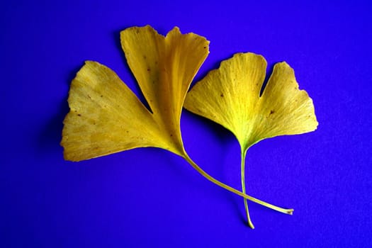 Yellow ginkgo leaves on a blue background,emphasizing color contrast,therefore edited.