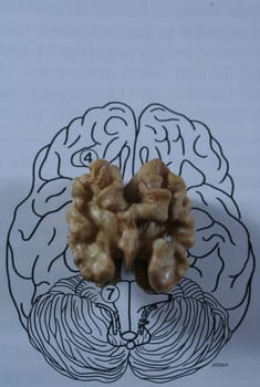 Cerebral hemispheres symbolized by walnut kernel