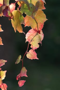 low sun illuminates leaves,aperture correction -1,1/200 sec. F 6.3 Telephoto 200mm