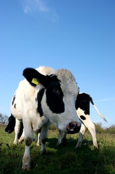 The cow looked so interestedly at my camera that she almost licked it  )  Cute animal  )