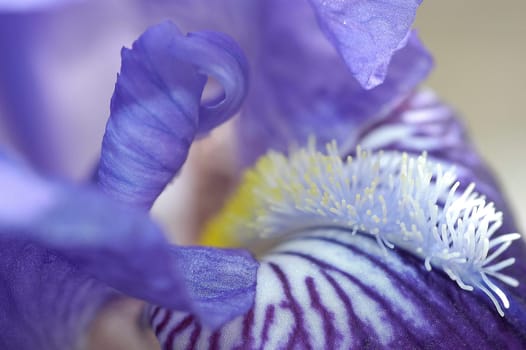 Iris 3