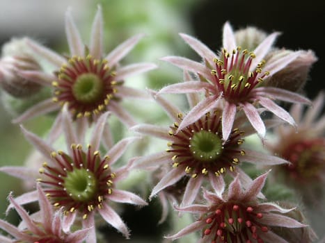 Cactus flowers