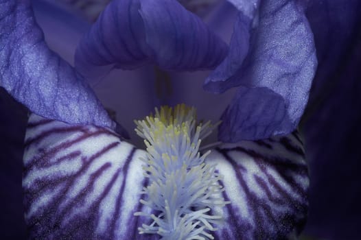 Iris 1