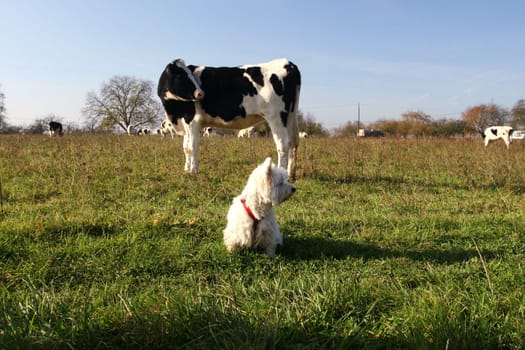 the other day in the pasture,our dog sits down in front of the cow,cow looks at the dog skeptically,makes friends with the situation and both look parallel to the left and again to the right...