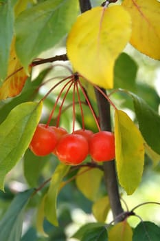 Cherries 2