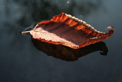 Autumn boat