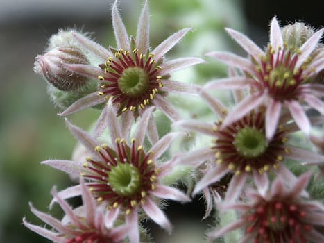 Cactus flowers