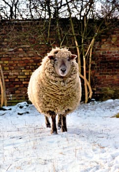 Sheep3