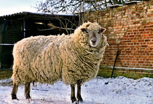 Sheep5