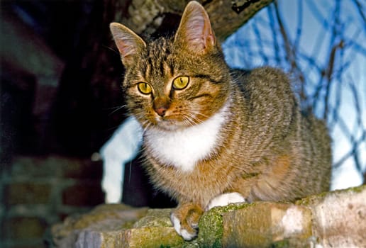 Cat39