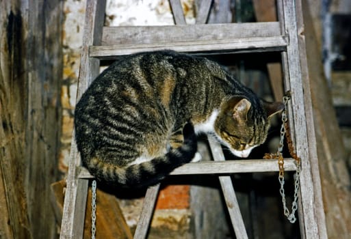 Cat32