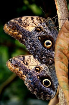 two Greater Iridescent Butterflies in a row...