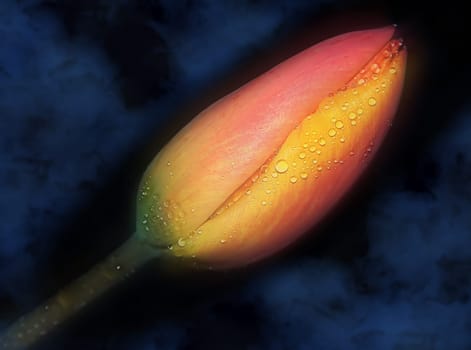 Tulip