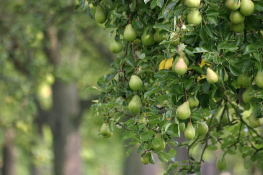 Pear plantation