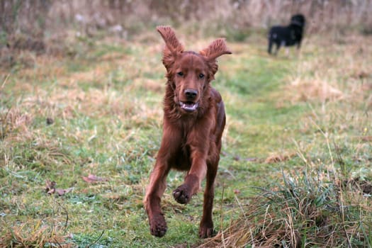 Harry in Action