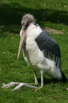 Bird Yoga