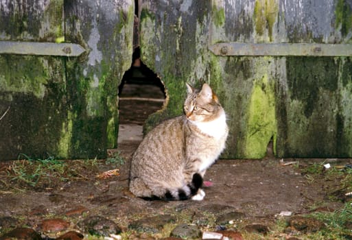Cat22