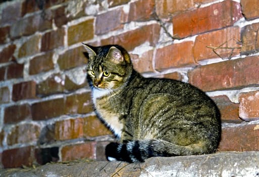 Cat28
