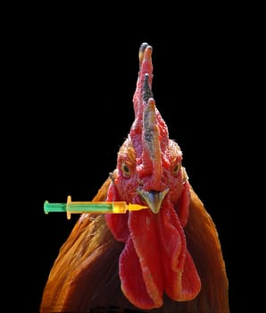 Self-help group - Avian influenza