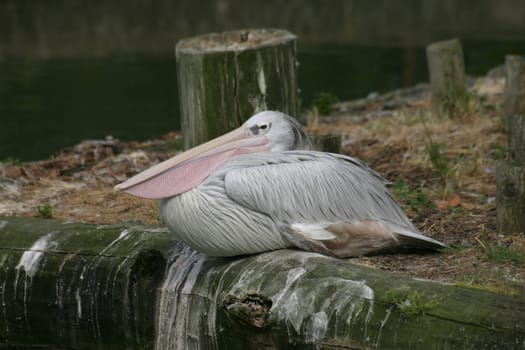 Eastern white pelican