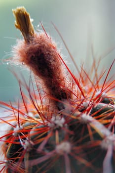 Cactus 2
