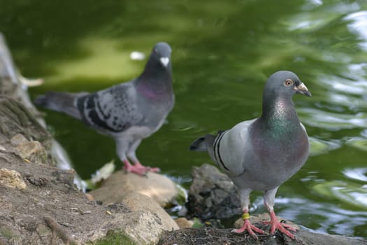 Pair of pigeons