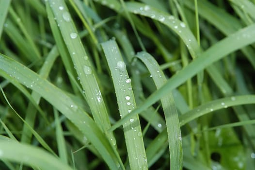 Wet grass 1