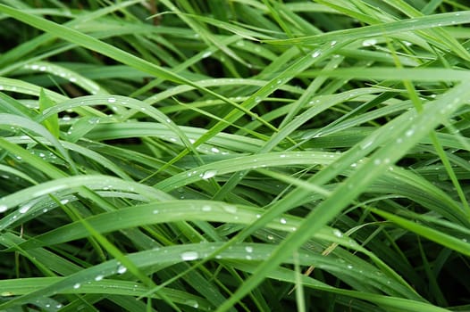 Wet Grass 2