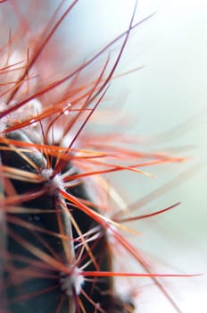 Cactus 1