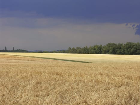 Field before the rain