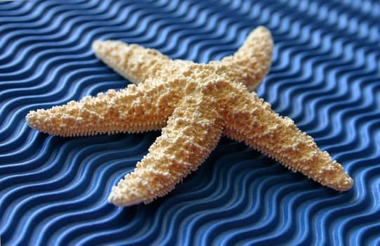 Star of the Ocean