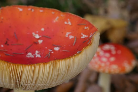 Toadstools