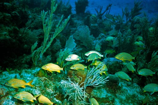 Cayo Largo/Largo