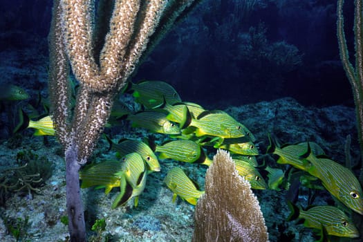 Cayo Largo/Cuba